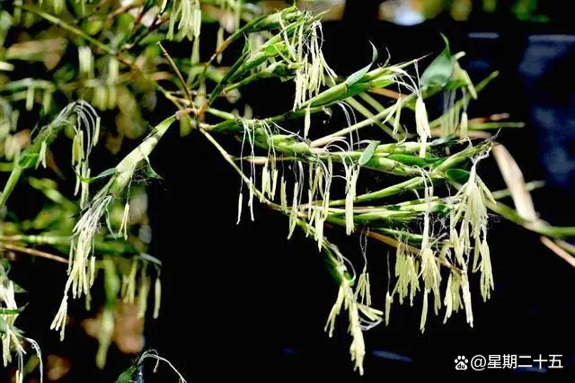 成都竹子开花 错过再等60年