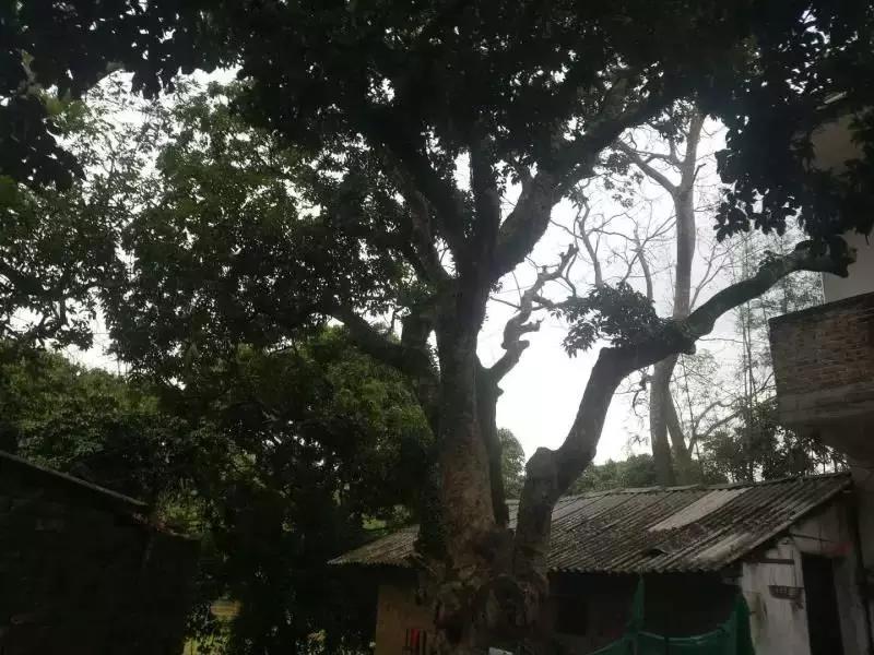 荔枝树王，自然界的王者传奇